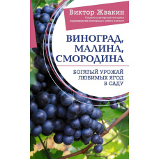 Виноград, малина, смородина. Багатий урожай улюблених ягід у саду